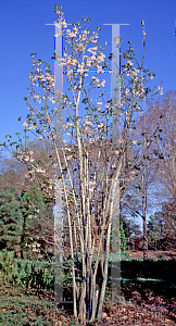 Picture of Staphylea holocarpa 