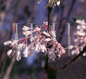 Picture of Staphylea holocarpa 