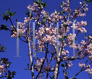 Picture of Staphylea holocarpa 