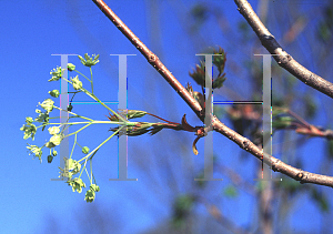 Picture of Acer platanoides x truncatum 'Warrenred (Pacific Sunset)'