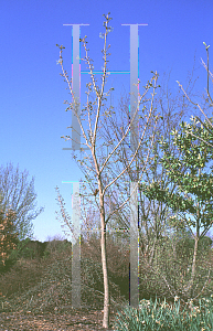 Picture of Acer platanoides x truncatum 'Warrenred (Pacific Sunset)'