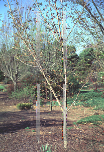 Picture of Acer platanoides x truncatum 'Keithsform (Norwegian Sunset)'