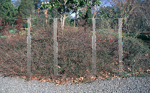 Picture of Cotoneaster conspicuus 'Decorus'