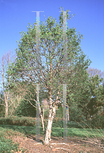 Picture of Cornus mas 'Spring Glow'