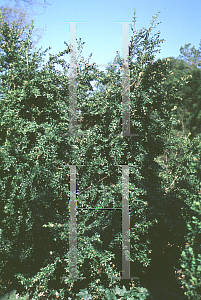 Picture of Buxus sempervirens 'Salicifolia Elata'