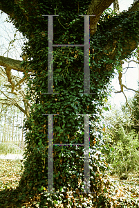 Picture of Hedera canariensis 