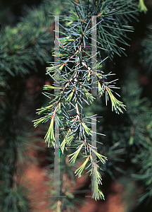 Picture of Cedrus deodara 'Aurea Pendula'