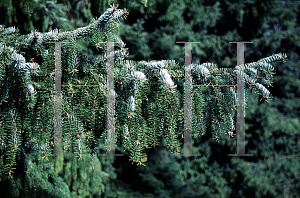 Picture of Picea omorika 'Elite'