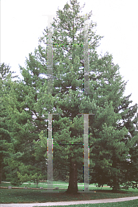 Picture of Pinus peuce 
