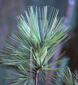 Picture of Pinus peuce 