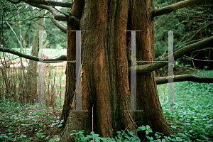 Picture of Metasequoia glyptostroboides 