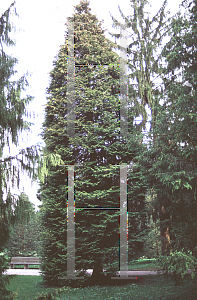 Picture of Chamaecyparis lawsoniana 'Lane's Aurea'