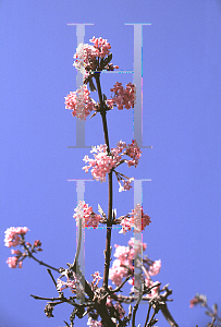 Picture of Viburnum x bodnantense 