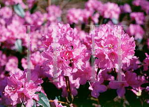 Picture of Rhododendron x praecox 