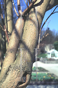 Picture of Catalpa fargesii 