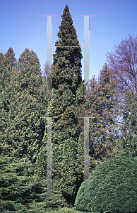 Picture of Thuja occidentalis 'Umbracalifera'