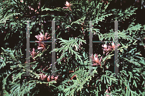 Picture of Thuja occidentalis 'Umbracalifera'