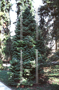 Picture of Picea omorika 'Nana'