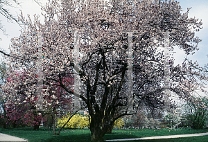 Picture of Prunus cerasifera 'Nigra'