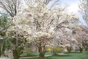 Picture of Amelanchier laevis 'Lancifolia'