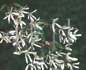 Picture of Amelanchier laevis 'Lancifolia'
