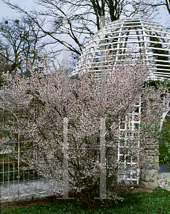 Picture of Prunus incisa 