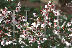 Picture of Prunus incisa 