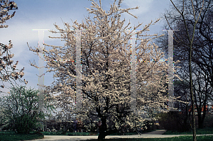 Picture of Prunus cerasifera 'Hessei'