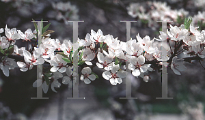 Picture of Prunus cerasifera 'Hessei'