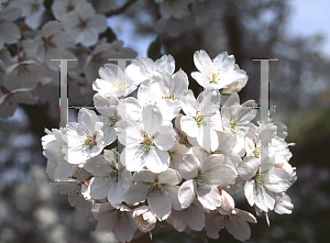 Picture of Prunus x yedoensis 