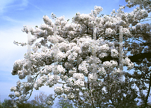 Picture of Prunus x yedoensis 