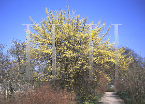 Picture of Cornus mas 