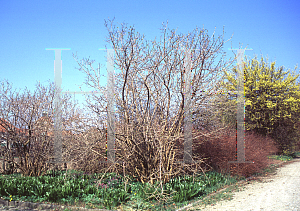 Picture of Viburnum opulus 