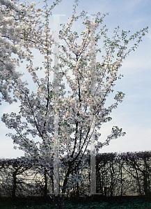 Picture of Prunus x juddii 