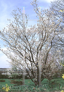 Picture of Prunus serrulata 'Tia Haku'