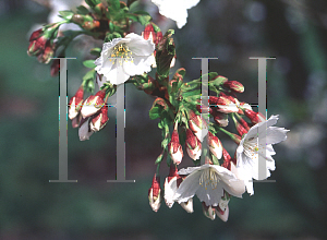 Picture of Prunus serrulata 'Tia Haku'