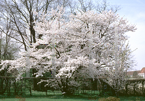 Picture of Prunus x yedoensis 