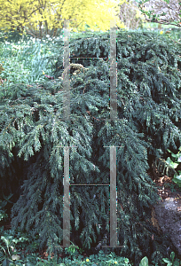 Picture of Taxus baccata 'Repandens'