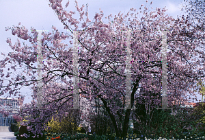 Picture of Prunus x 'Accolade'