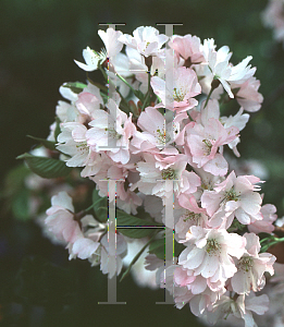 Picture of Prunus x 'Accolade'