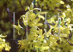 Picture of Forsythia x intermedia 'Spring'