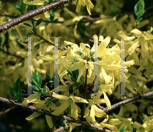 Picture of Forsythia x intermedia 'Spectabilis'