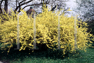 Picture of Forsythia x intermedia 'Spectabilis'