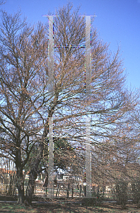 Picture of Fagus sylvatica 'Asplenifolia'