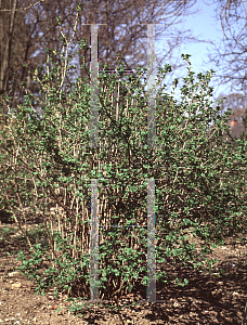 Picture of Ribes alpinum 