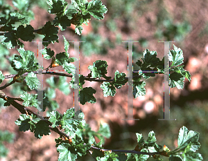 Picture of Ribes alpinum 