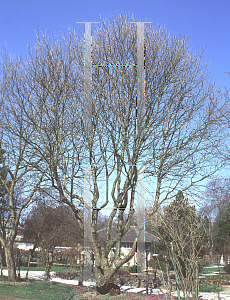 Picture of Fraxinus ornus 