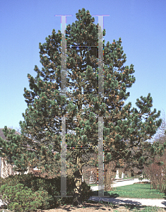 Picture of Pinus mugo ssp. uncinata 