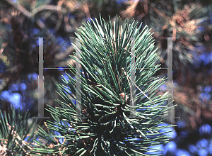 Picture of Pinus mugo ssp. uncinata 