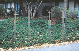 Picture of Juniperus conferta 'Compacta'